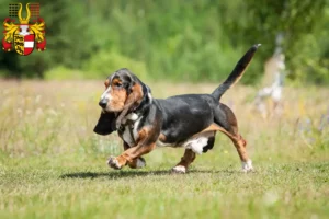 Lire la suite à propos de l’article Basset Hound éleveurs et chiots en Carinthie