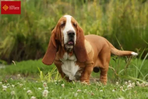 Lire la suite à propos de l’article Éleveurs de bassets et chiots en Occitanie