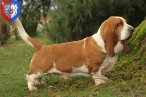 Lire la suite à propos de l’article Éleveurs de Basset Hound et chiots en Pays de la Loire