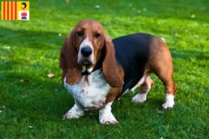 Lire la suite à propos de l’article Basset Hound éleveurs et chiots en Provence-Alpes-Côte d’Azur