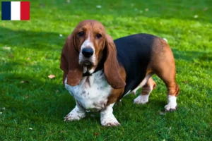 Lire la suite à propos de l’article Éleveurs de bassets et chiots à la Réunion