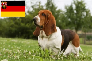 Lire la suite à propos de l’article Basset Hound éleveurs et chiots en Rhénanie-Palatinat
