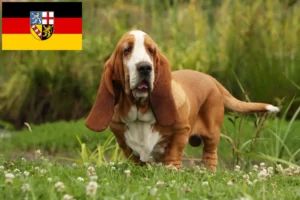 Lire la suite à propos de l’article Basset Hound éleveurs et chiots en Sarre