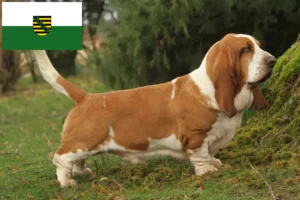 Lire la suite à propos de l’article Basset Hound éleveurs et chiots en Saxe