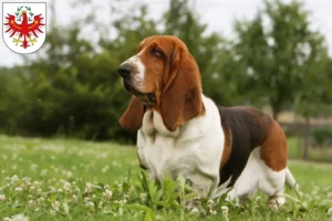 Lire la suite à propos de l’article Basset Hound éleveurs et chiots au Tyrol