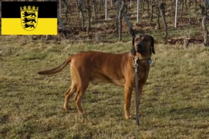 Lire la suite à propos de l’article Chien de montagne bavarois éleveur et chiots dans le Bade-Wurtemberg