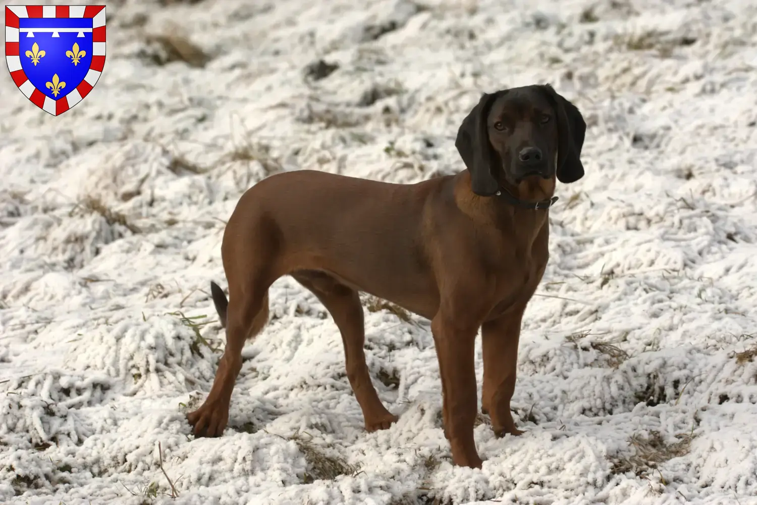 Bayerischer Gebirgsschweißhund chiots et éleveurs Centre-Val de Loire Ici tu trouves des éleveurs de chiens de montagne bavarois en Centre-Val de Loire.