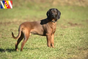 Lire la suite à propos de l’article Éleveurs de chiens de montagne bavarois et chiots en Grand Est