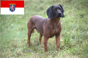Lire la suite à propos de l’article Chien de montagne bavarois éleveur et chiots en Hesse