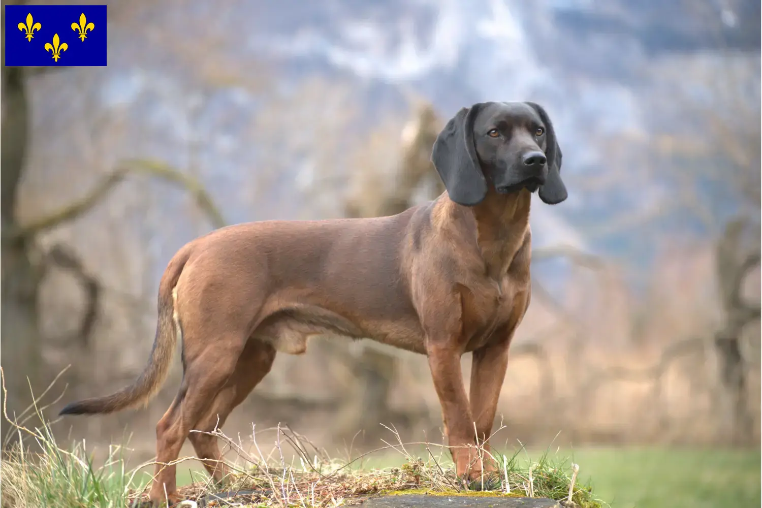 Chien de montagne bavarois chiots et éleveurs Île-de-France Ici, tu trouveras des éleveurs de chiens de montagne bavarois en Île-de-France.