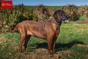 Lire la suite à propos de l’article Éleveurs de chiens de montagne bavarois et chiots en Occitanie