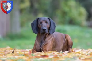 Lire la suite à propos de l’article Éleveurs de chiens de montagne bavarois et chiots en Pays de la Loire