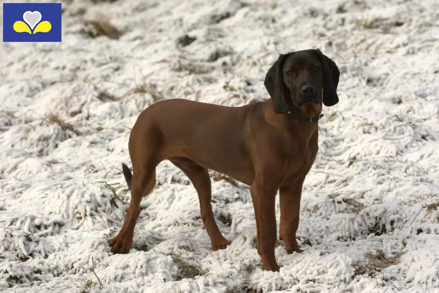 Chien de montagne bavarois chiots et éleveurs Région de Bruxelles-Capitale Ici, tu trouveras des éleveurs de chiens de montagne bavarois en Région de Bruxelles-Capitale.