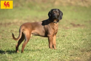 Lire la suite à propos de l’article Éleveurs de chiens de montagne bavarois et chiots en Région wallonne