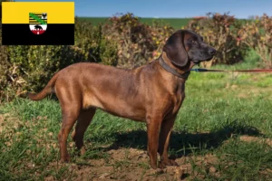 Lire la suite à propos de l’article Chien de montagne bavarois éleveurs et chiots en Saxe-Anhalt
