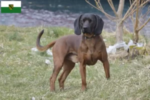 Lire la suite à propos de l’article Chien de montagne bavarois éleveurs et chiots en Saxe