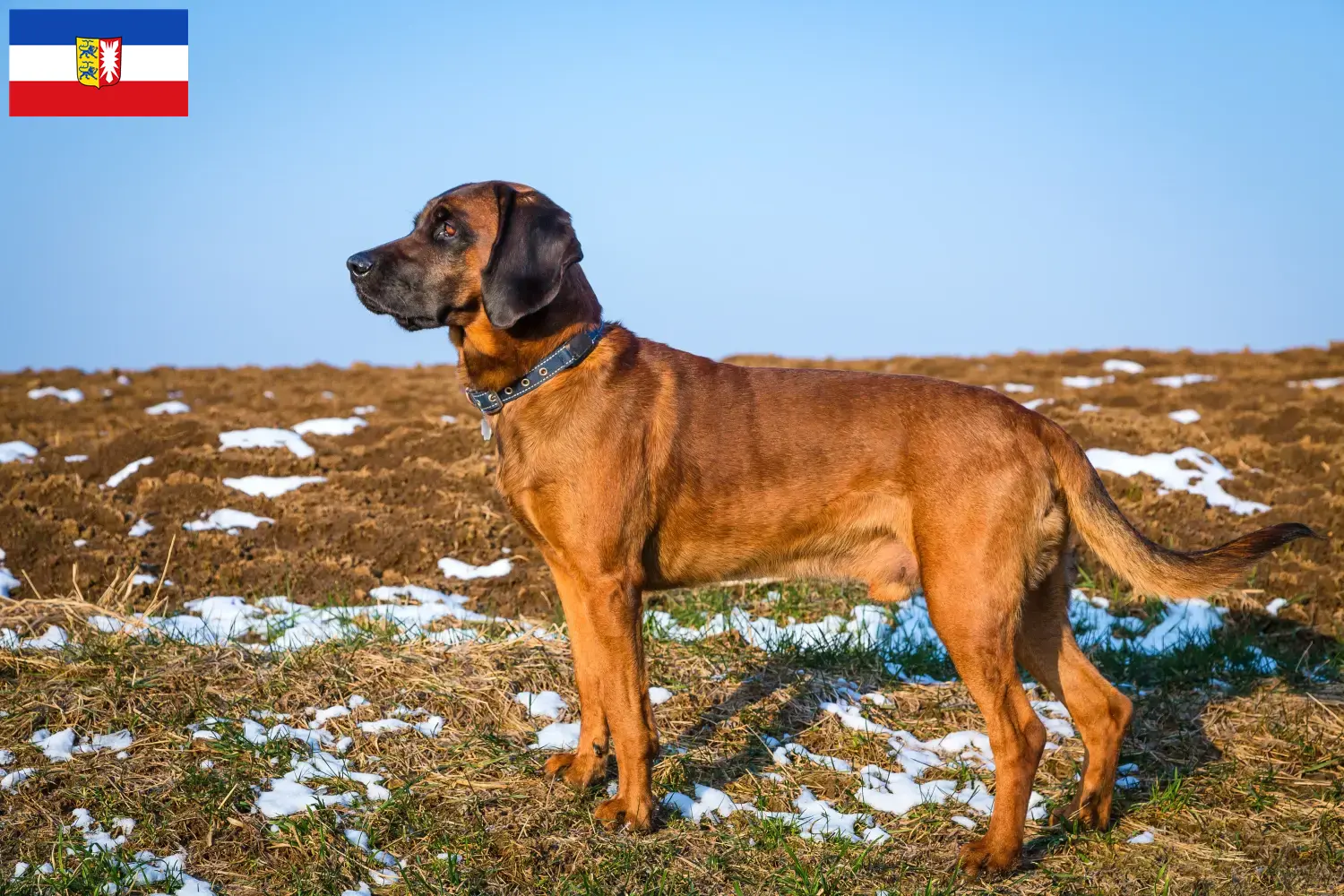 Bayerischer Gebirgsschweißhund chiots et éleveurs Schleswig-Holstein Ici, tu trouveras des éleveurs de chiens de montagne bavarois dans le Schleswig-Holstein.