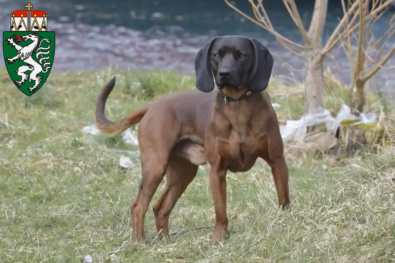 Chien de montagne bavarois chiots et éleveurs Steiermark Ici, tu trouveras des éleveurs de chiens de montagne bavarois en Styrie.