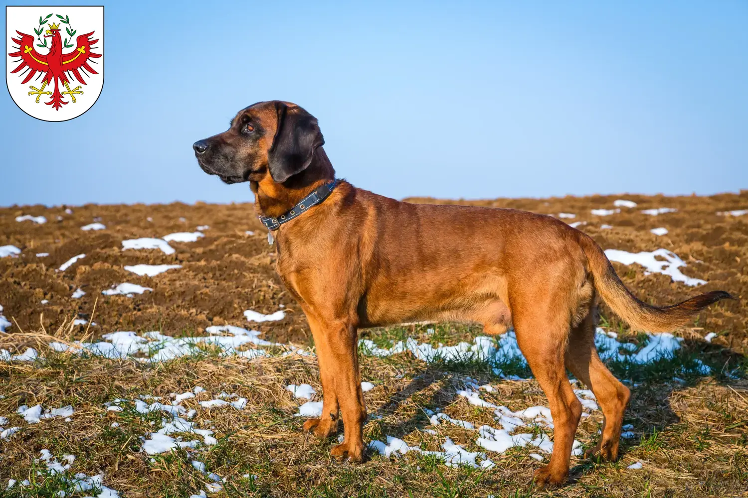 Chien de montagne bavarois chiots et éleveurs Tyrol Ici, tu trouveras des éleveurs de chiens de montagne bavarois au Tyrol.