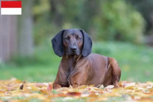 Lire la suite à propos de l’article Éleveurs de chiens de montagne bavarois et chiots à Vienne
