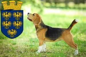Lire la suite à propos de l’article Éleveurs de beagles et chiots en Basse-Autriche
