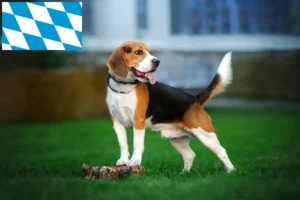 Lire la suite à propos de l’article Éleveurs de beagles et chiots en Bavière
