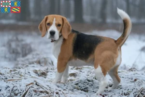 Lire la suite à propos de l’article Éleveurs de beagles et chiots en Bourgogne-Franche-Comté
