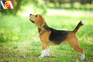 Lire la suite à propos de l’article Éleveurs de beagles et chiots en Grand Est