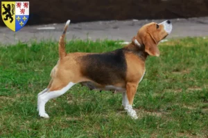 Lire la suite à propos de l’article Éleveurs de beagles et chiots en Hauts-de-France