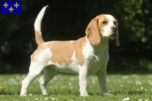 Lire la suite à propos de l’article Éleveurs de beagles et chiots en Île-de-France