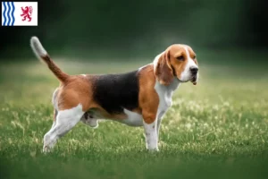 Lire la suite à propos de l’article Éleveurs de beagles et chiots en Nouvelle-Aquitaine