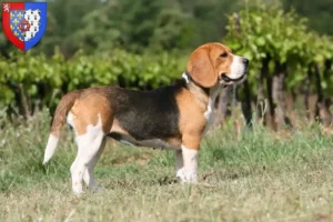 Lire la suite à propos de l’article Éleveurs de beagles et chiots en Pays de la Loire