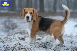 Lire la suite à propos de l’article Éleveurs de beagles et chiots en Région de Bruxelles-Capitale