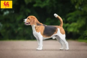 Lire la suite à propos de l’article Eleveurs de beagles et chiots en Région wallonne