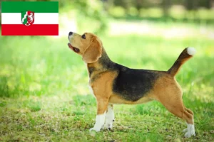 Lire la suite à propos de l’article Éleveurs de beagles et chiots en Rhénanie du Nord-Westphalie