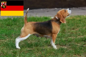 Lire la suite à propos de l’article Éleveurs de beagles et chiots en Rhénanie-Palatinat
