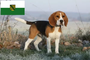Lire la suite à propos de l’article Éleveurs de beagles et chiots en Saxe