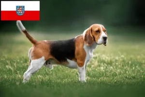 Lire la suite à propos de l’article Éleveurs de beagles et chiots en Thuringe