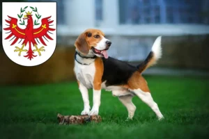 Lire la suite à propos de l’article Éleveurs de beagles et chiots au Tyrol