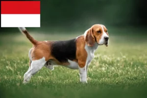 Lire la suite à propos de l’article Éleveurs de beagles et chiots à Vienne