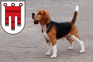 Lire la suite à propos de l’article Éleveurs de beagles et chiots dans le Vorarlberg