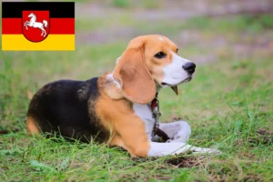 Lire la suite à propos de l’article Eleveurs de Beagle Harrier et chiots en Basse-Saxe