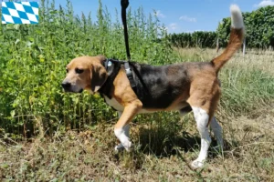 Lire la suite à propos de l’article Eleveurs de Beagle Harrier et chiots en Bavière