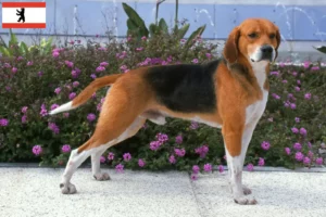 Lire la suite à propos de l’article Eleveurs de Beagle Harrier et chiots à Berlin