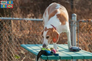 Lire la suite à propos de l’article Eleveurs de Beagle Harrier et chiots en Bourgogne-Franche-Comté