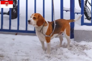 Lire la suite à propos de l’article Eleveurs de Beagle Harrier et chiots dans le Brandebourg