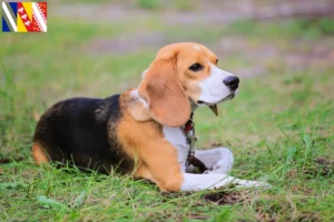 Lire la suite à propos de l’article Eleveurs de Beagle Harrier et chiots en Grand Est