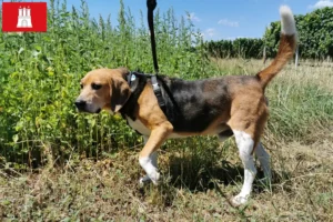 Lire la suite à propos de l’article Éleveurs de Beagle Harrier et chiots à Hambourg