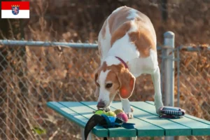 Lire la suite à propos de l’article Eleveurs de Beagle Harrier et chiots en Hesse