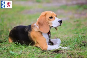 Lire la suite à propos de l’article Eleveurs de Beagle Harrier et chiots en Nouvelle-Aquitaine